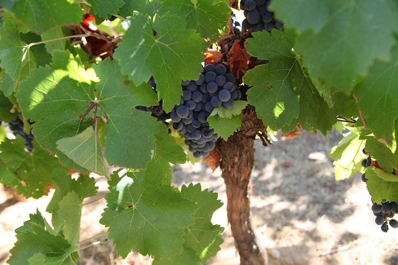 Festa do Vinho do Alentejo — Évora, Portugal