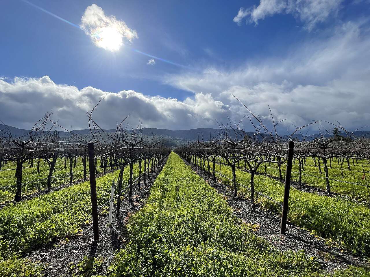 Auction Napa Valley — St. Helena, United States