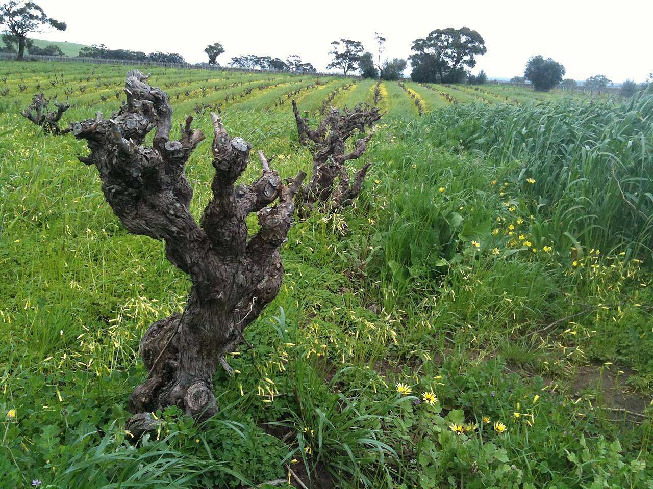 Barossa Gourmet Weekend — Various (Barossa Valley), Australia