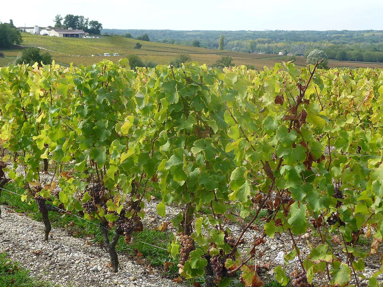 Bordeaux Primeurs Week — Bordeaux, France