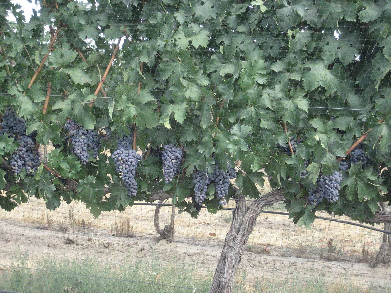 Celebrate Walla Walla Valley Wine — Walla Walla, United States