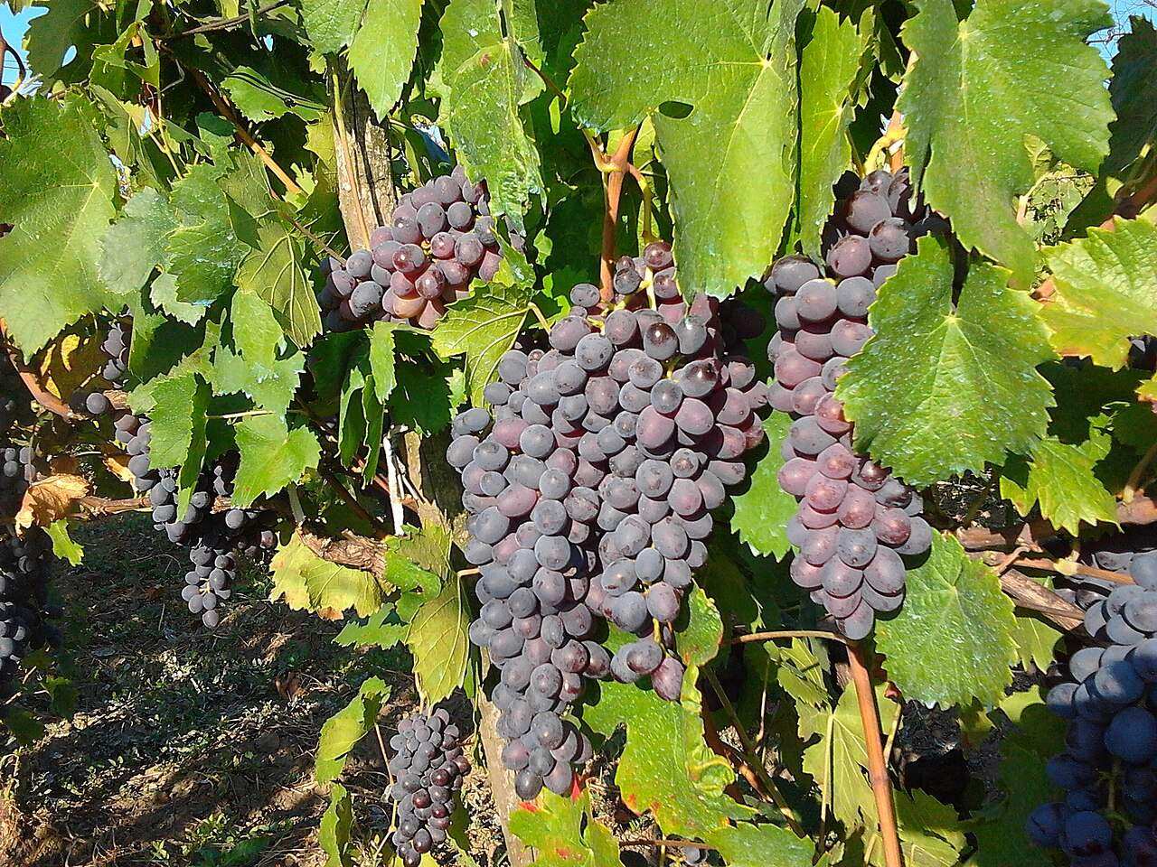 Cotnari Grape Harvest Festival — Cotnari, Romania