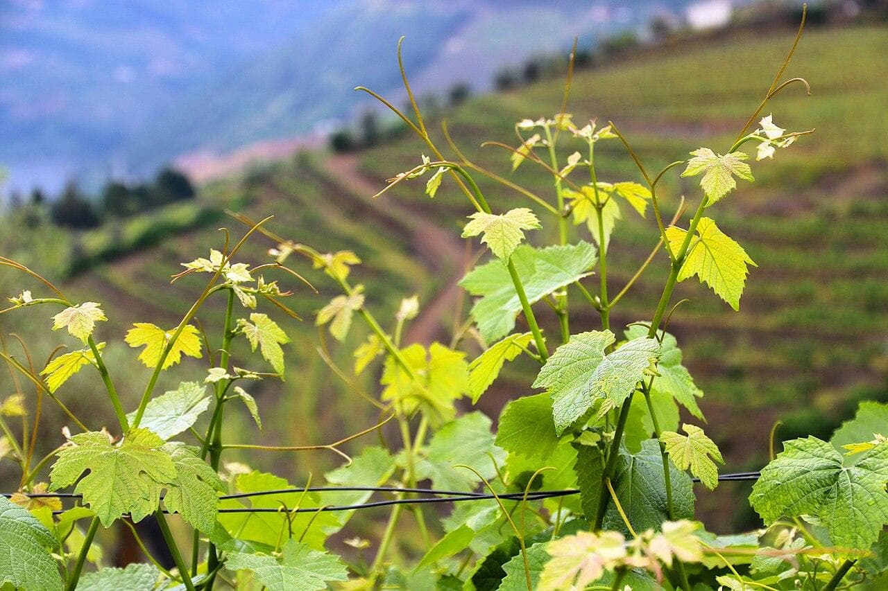 Festa das Vindimas do Douro — Peso da Régua, Portugal
