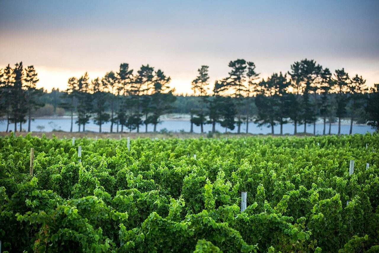 Elgin Cool Wine & Country Food Festival — Elgin, South Africa