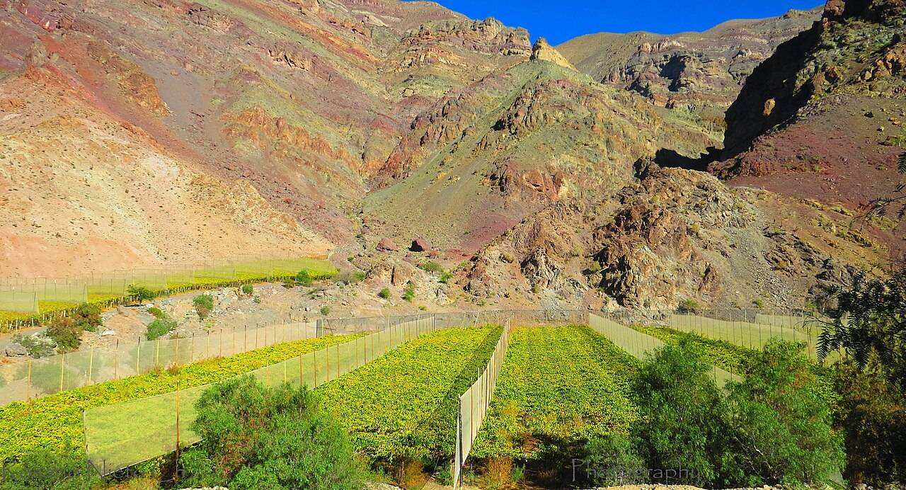 Elqui Valley Harvest & Pisco Festival — Vicuña, Chile