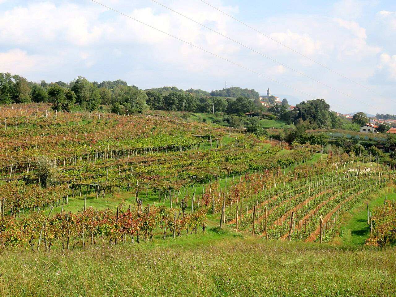 Teran Wine Festival (Festival Teran) — Dutovlje, Slovenia