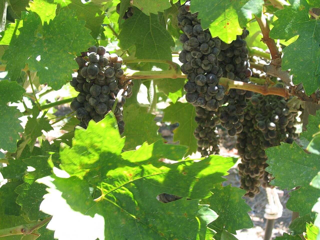 GrapeFest — A Texas Wine Experience — Grapevine, United States