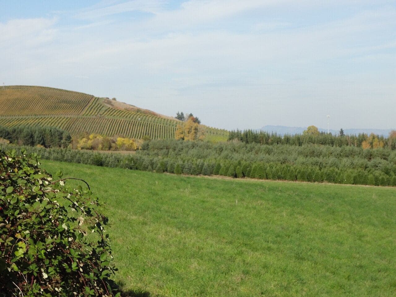 International Pinot Noir Celebration — McMinnville, United States
