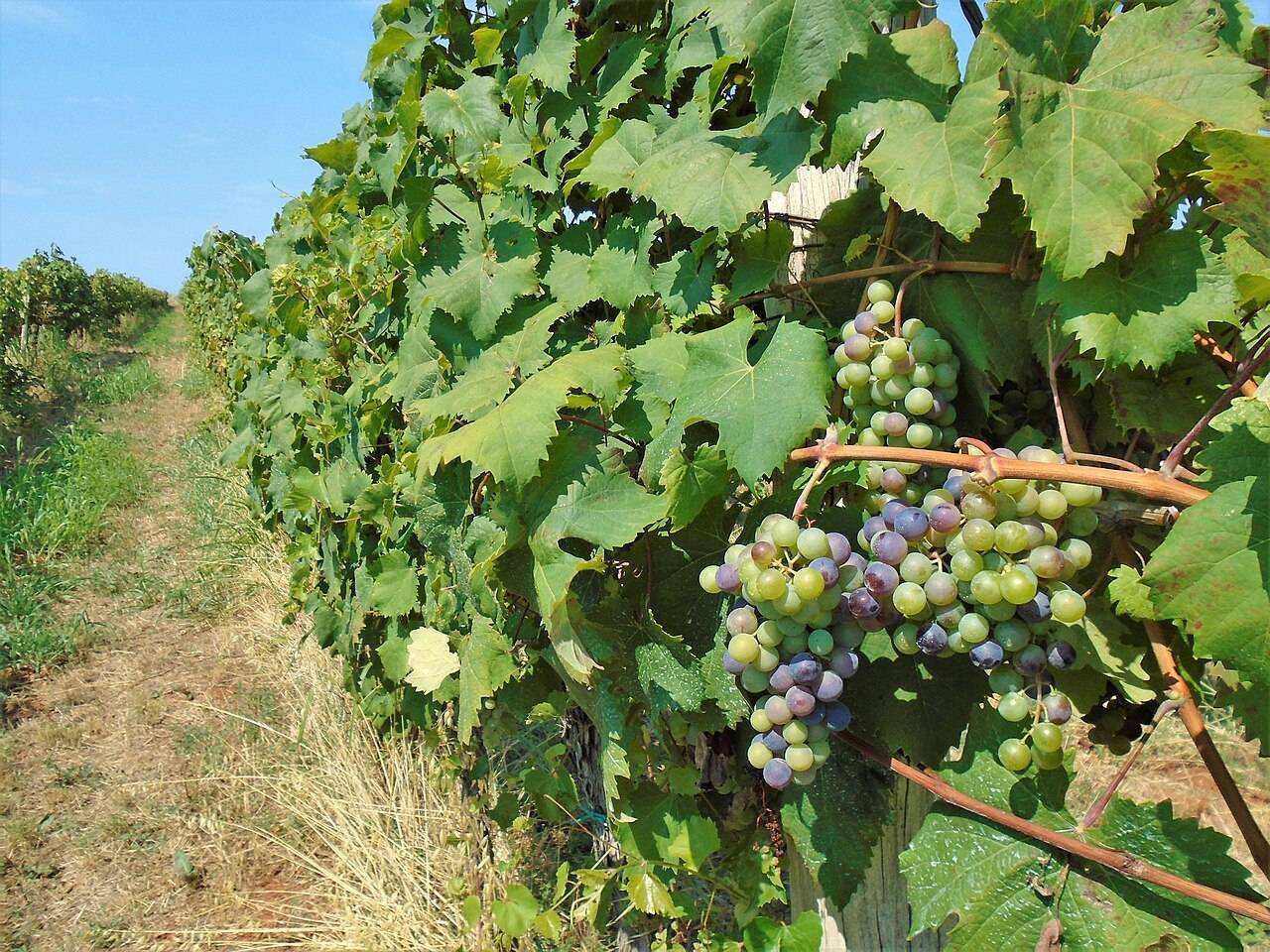 Istria Wine Run — Various (Istria), Croatia