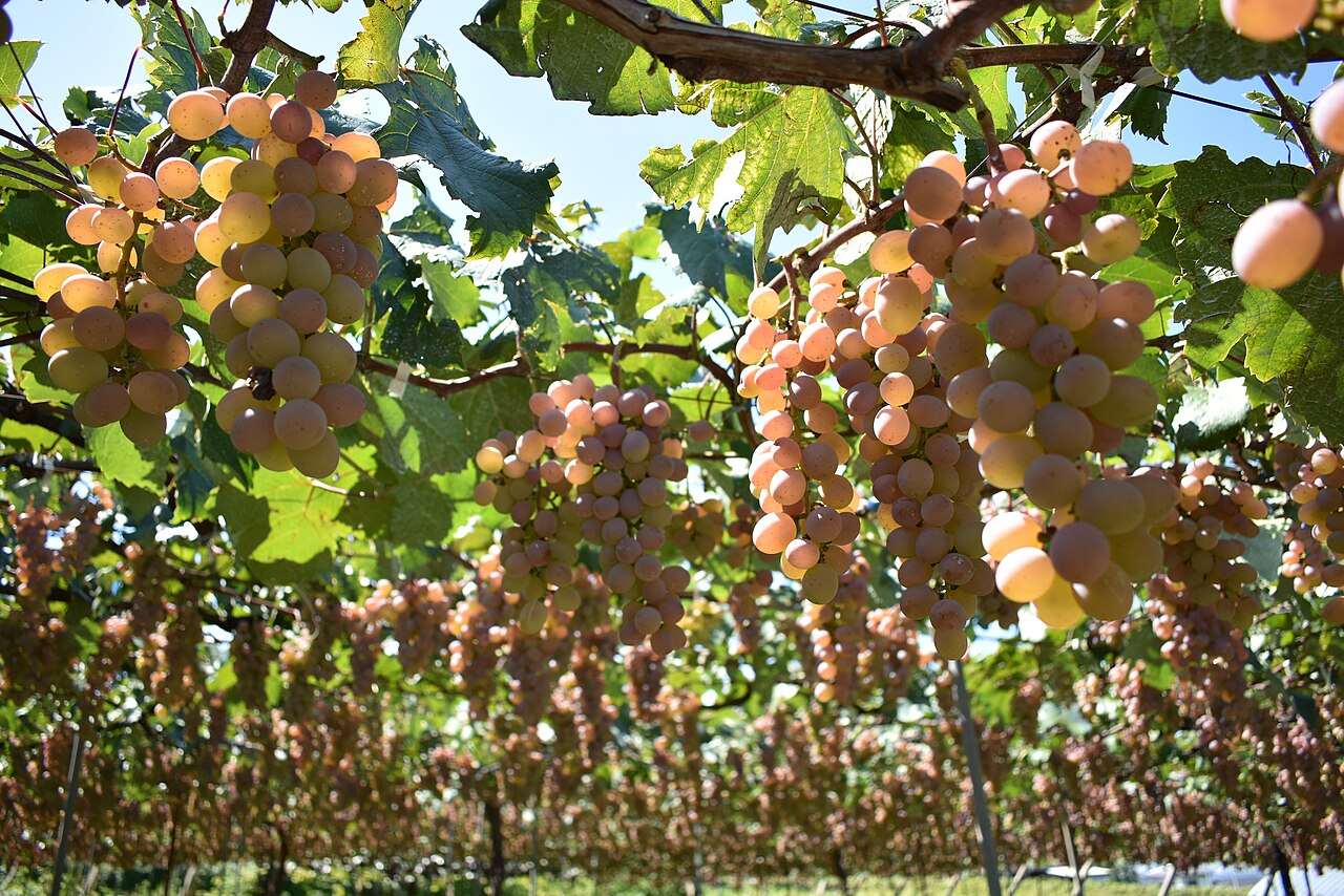 Japan Wine Competition (Nihon Wine Concours) — Kōshū, Japan