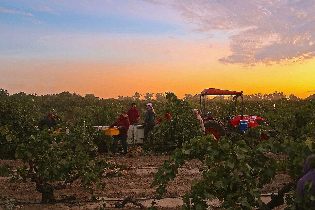 Lodi Wine Festival — Lodi, United States