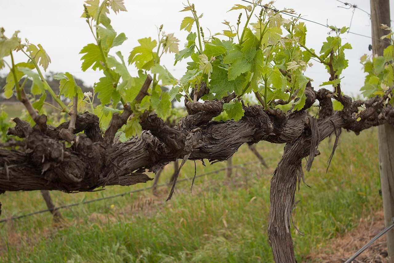 McLaren Vale Sea & Vines Festival — McLaren Vale, Australia