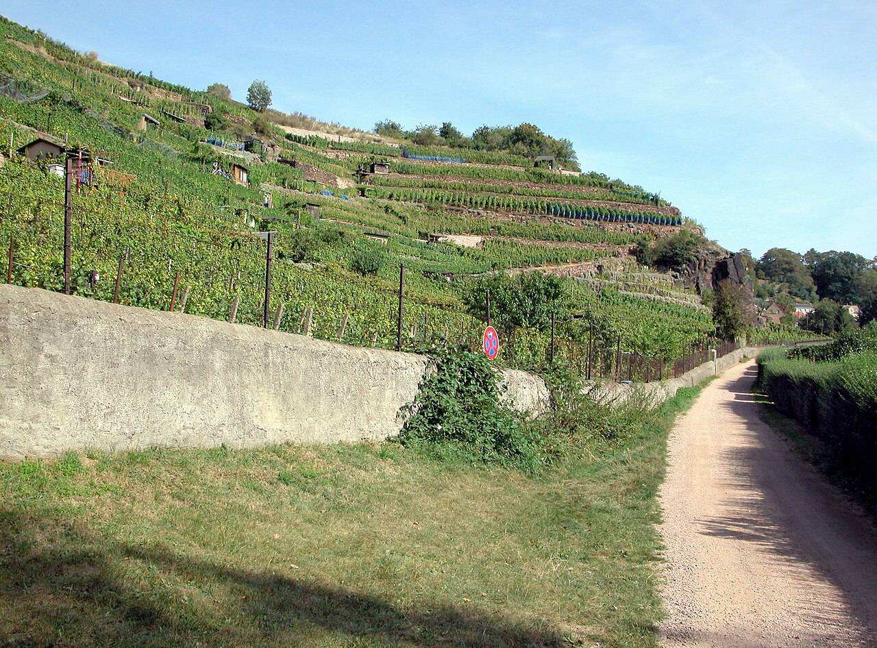 Meissen Wine Festival 2027 — Meißen, Germany