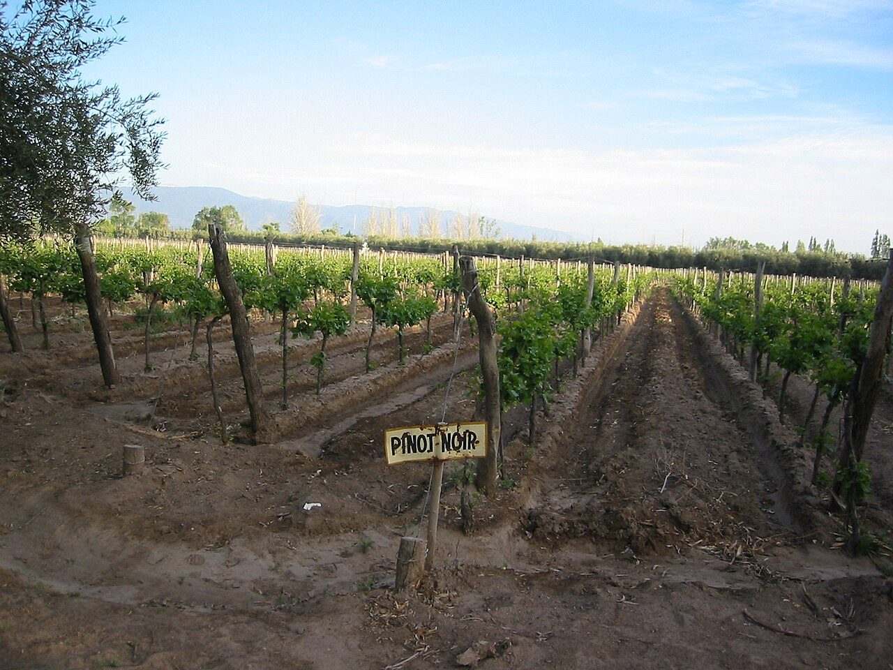 Bodegas Abiertas (Open Wineries Weekend) — Mendoza, Argentina