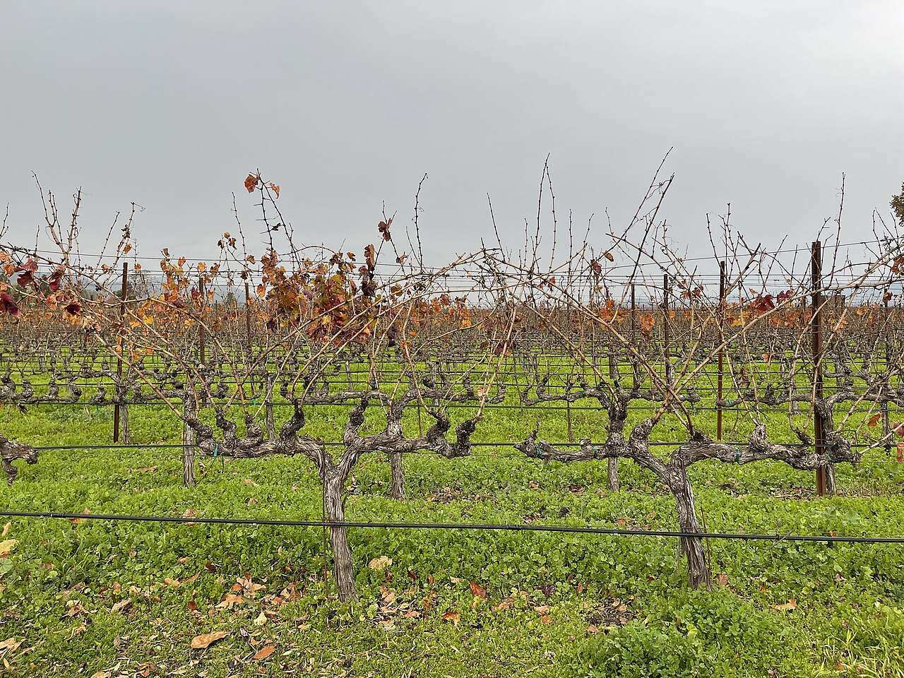 Napa Valley Wine Train Harvest Experience — Napa, United States