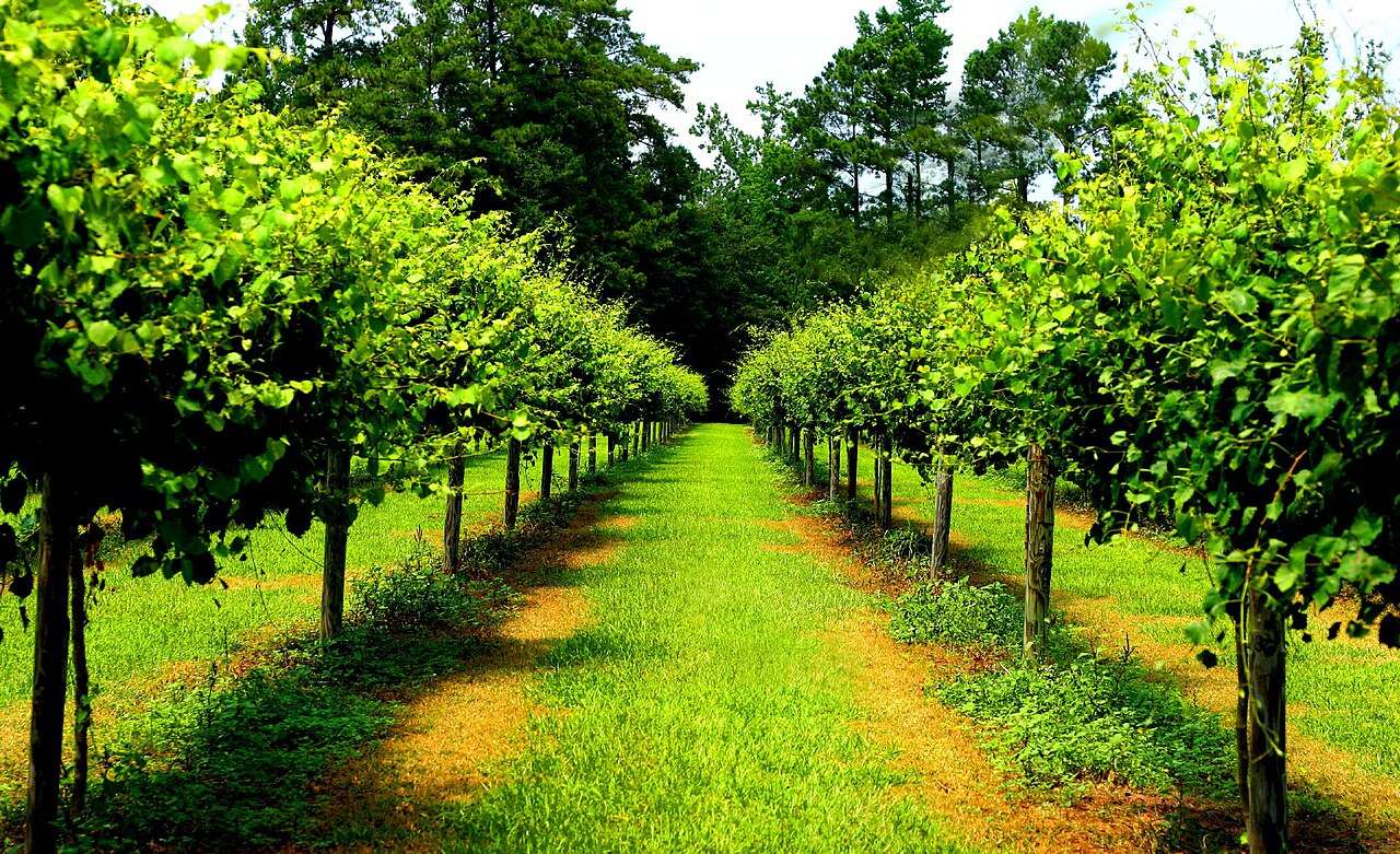 NC Muscadine Harvest Festival — Rose Hill, United States