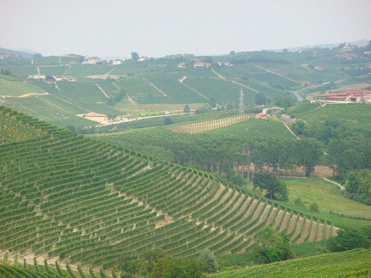 Nebbiolo Prima — Alba, Italy