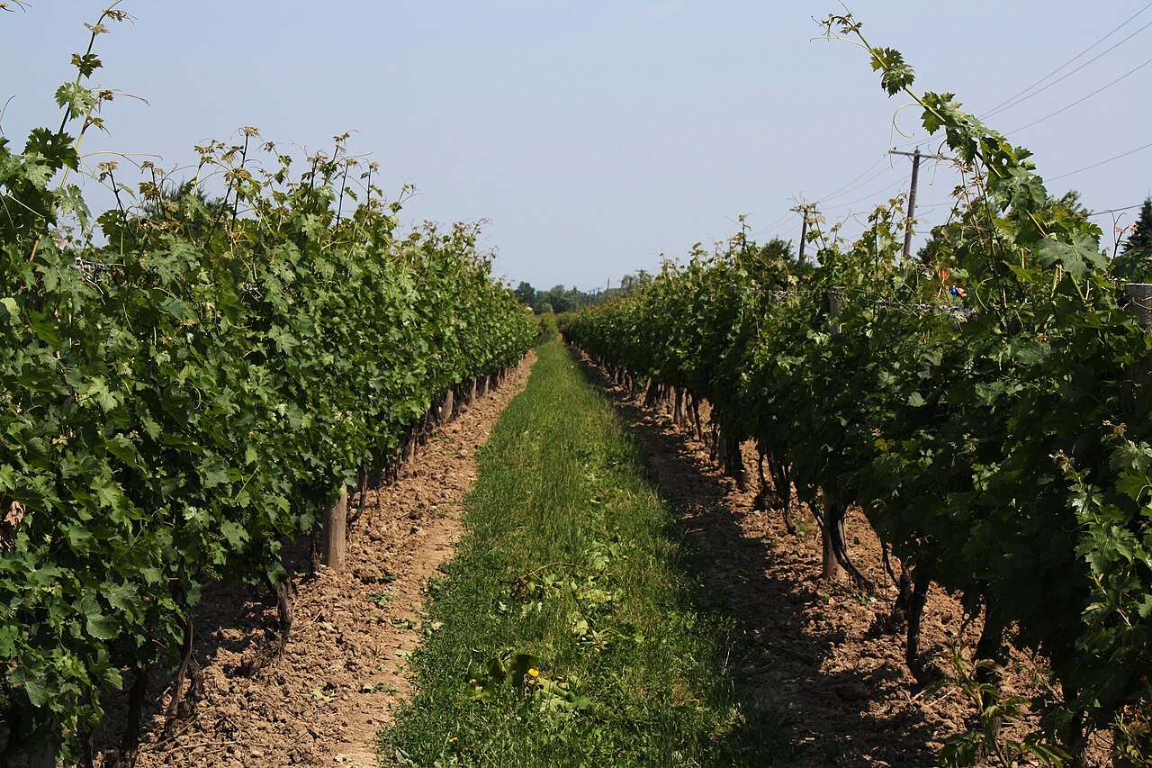 Niagara Grape & Wine Festival — St. Catharines, Canada