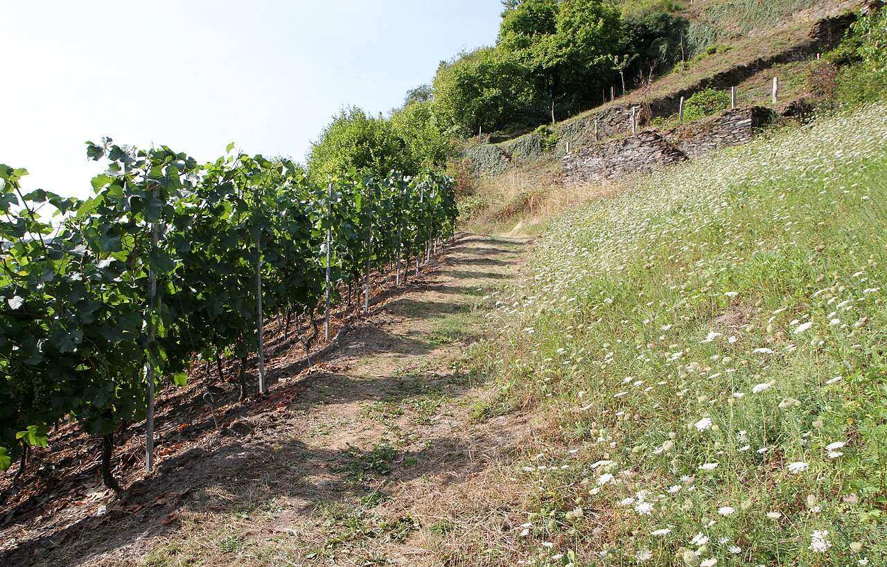 Oberwesel Weinmarkt 2027 — Oberwesel, Germany