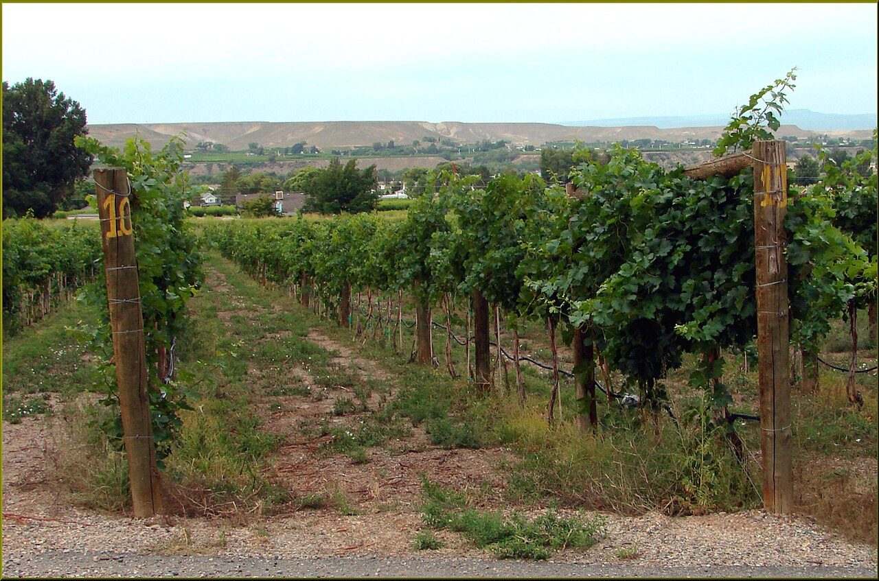 Palisade Food and Wine Festival — Palisade, United States