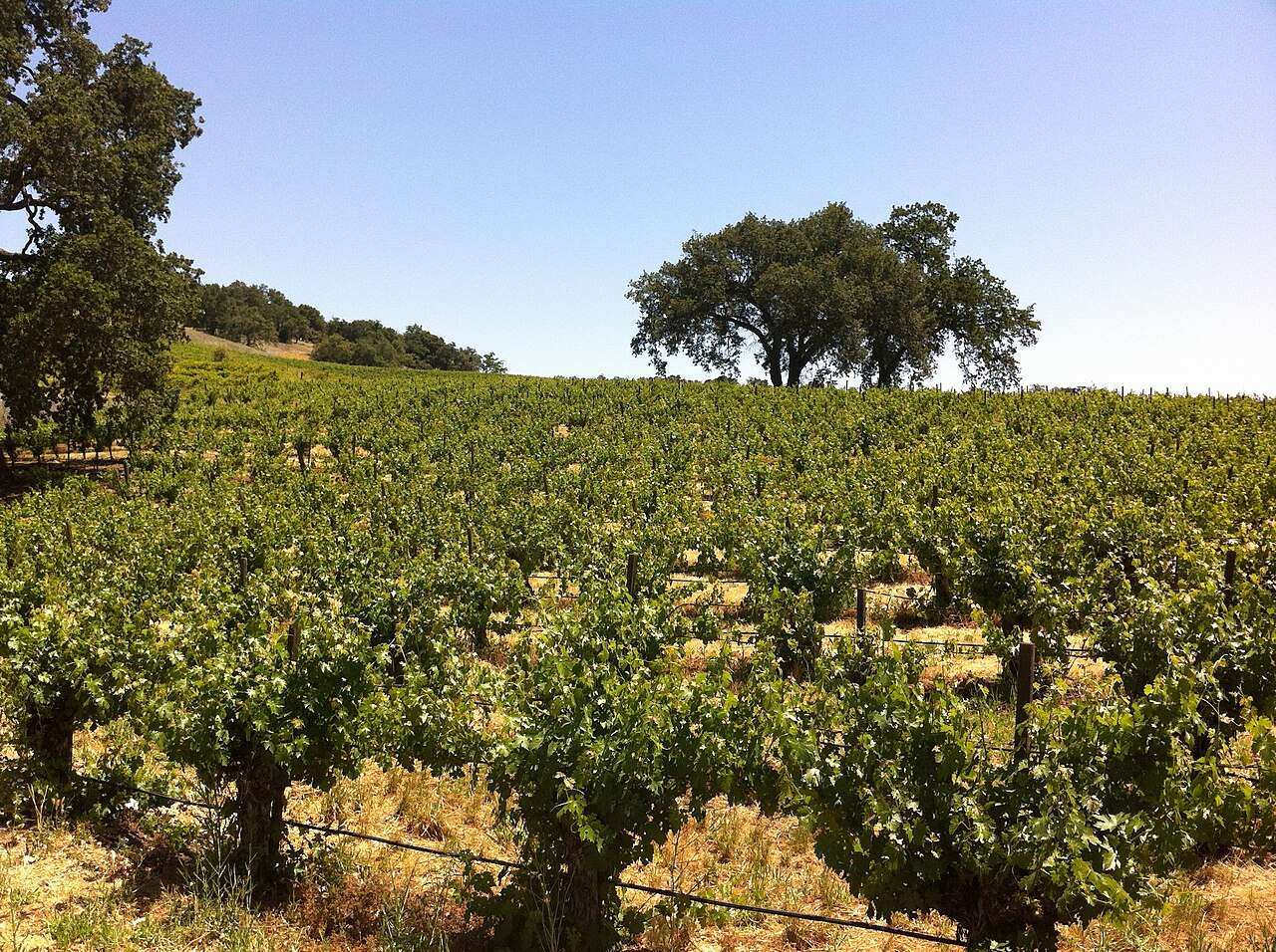 Paso Robles Wine Festival — Paso Robles, United States