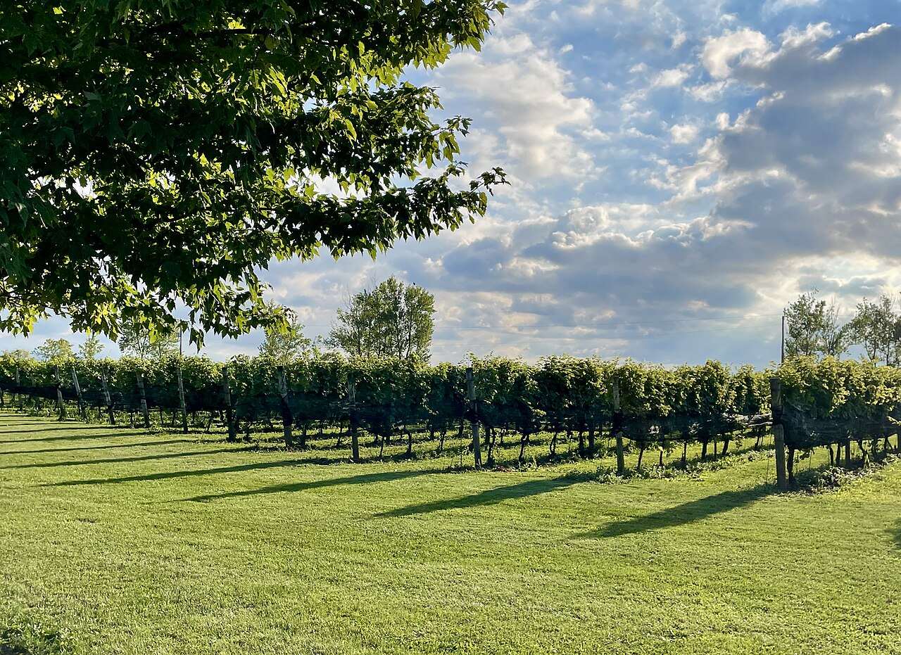 Pelee Island Wine & Music Festival — Pelee Island, Canada