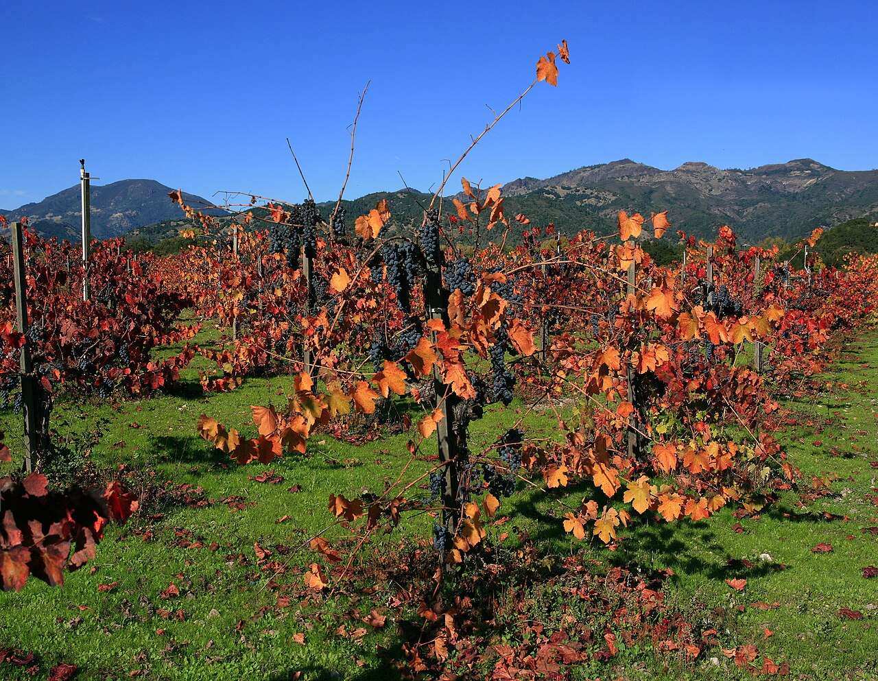 Premiere Napa Valley — Napa, United States