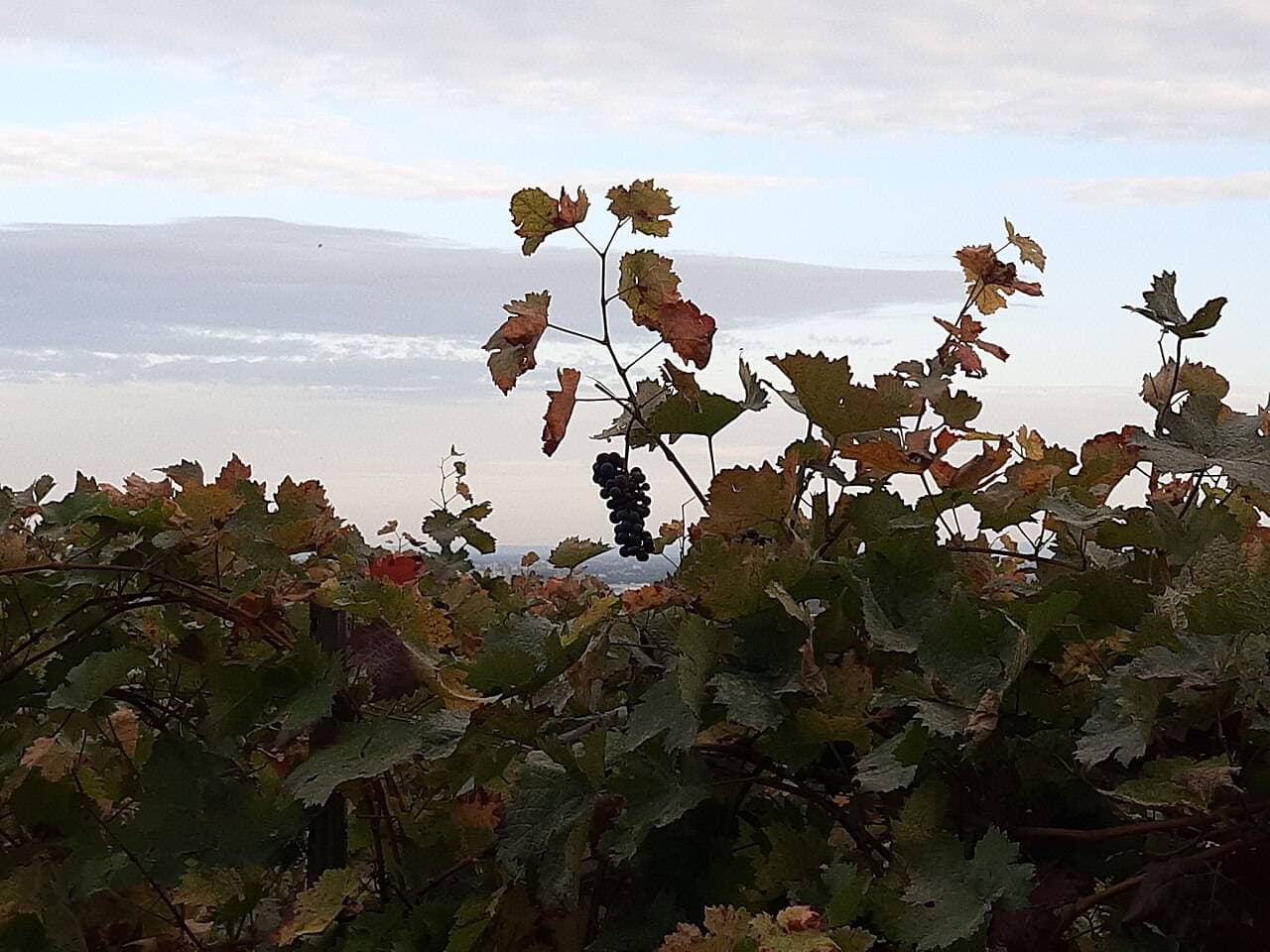Rheingauer Weinwoche — Wiesbaden, Germany