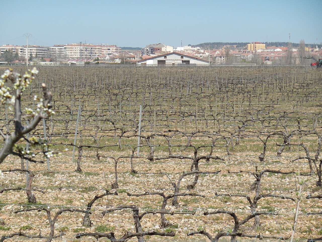 Fiestas de la Vendimia de Ribera del Duero — Aranda de Duero, Spain