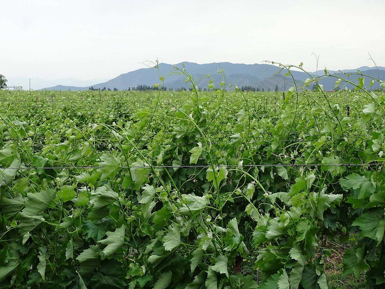 Rtveli Georgian Grape Harvest — Telavi, Georgia