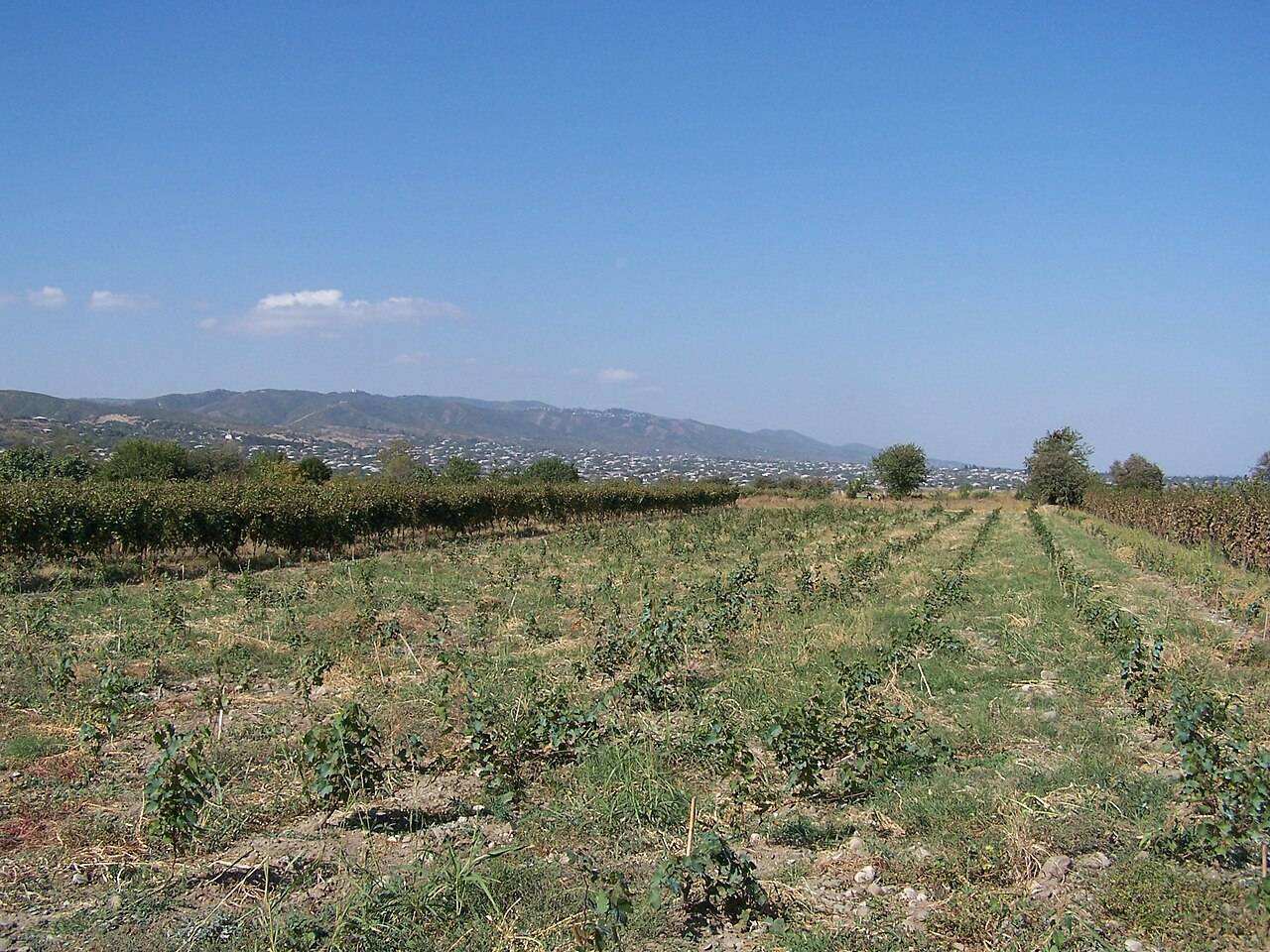 Rtveli — Georgian Grape Harvest Festival — Various (Kakheti), Georgia
