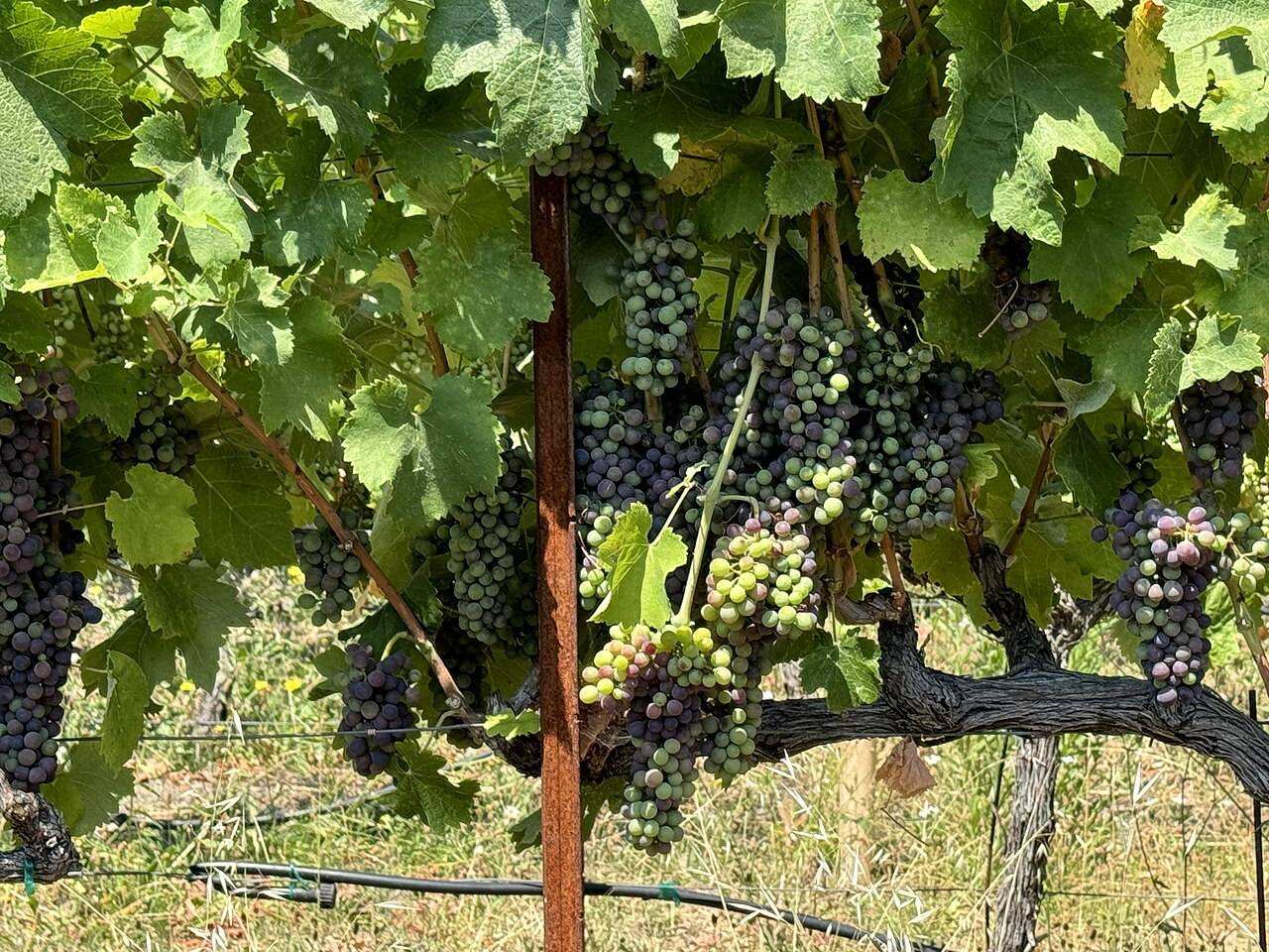 Sonoma County Barrel Tasting — Various (Sonoma County), United States