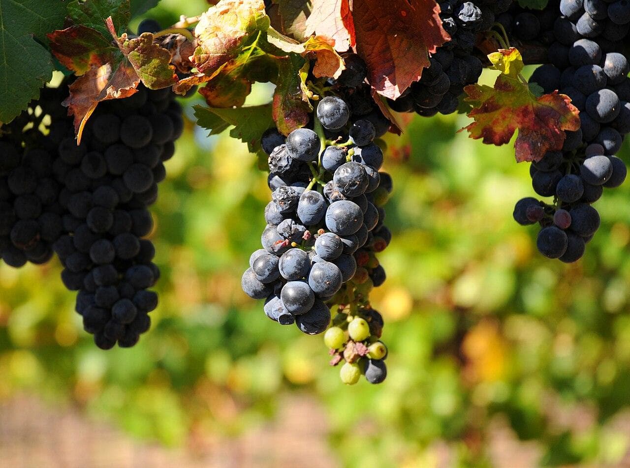 Sonoma County Wine Celebration — Healdsburg, United States