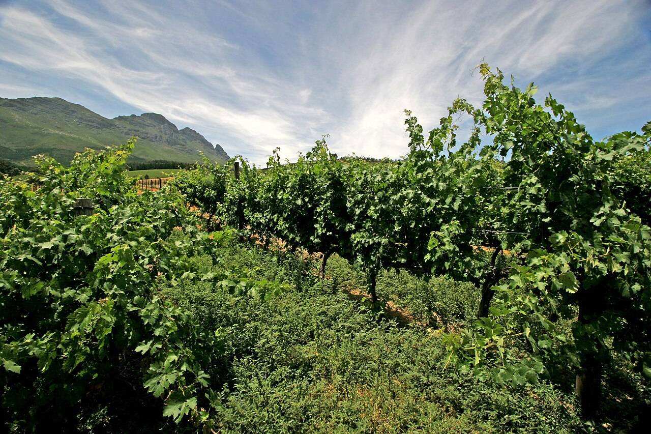 Stellenbosch Wine Festival — Stellenbosch, South Africa