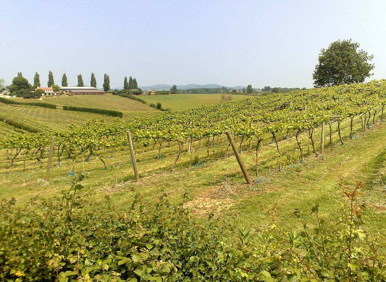 Three Choirs Vineyard Open Day & Festival — Newent, England