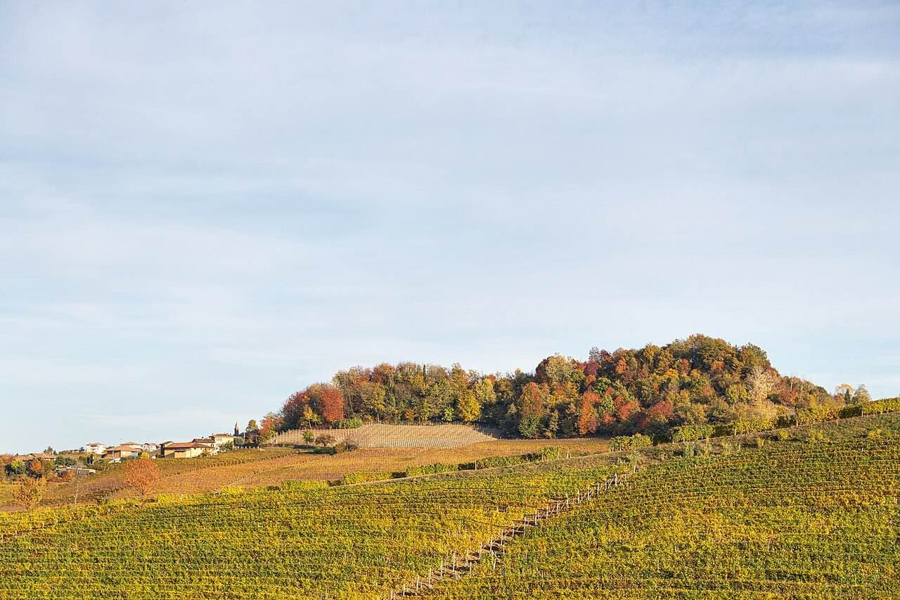 Vendemmia a Barolo — Barolo, Italy