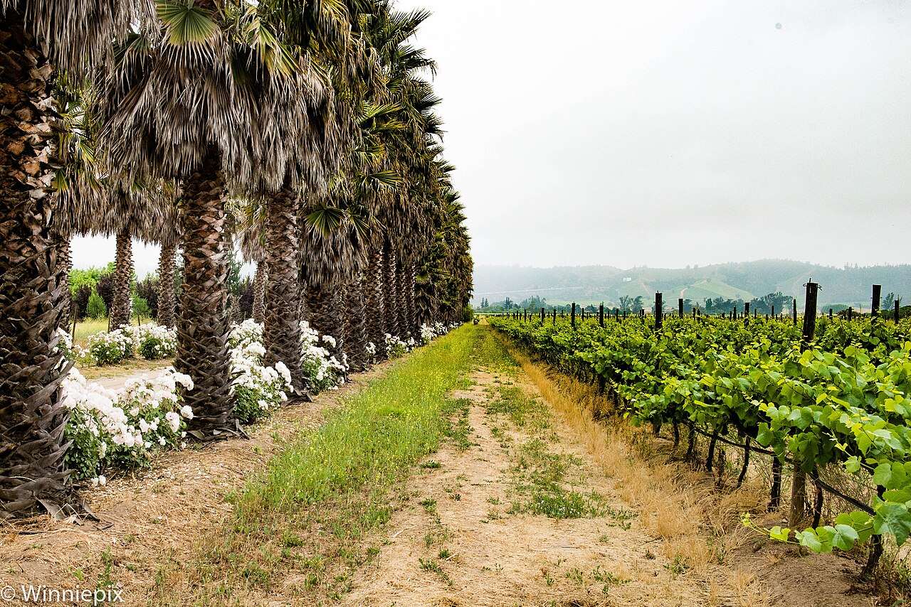 Vendimia del Valle de Casablanca — Casablanca, Chile