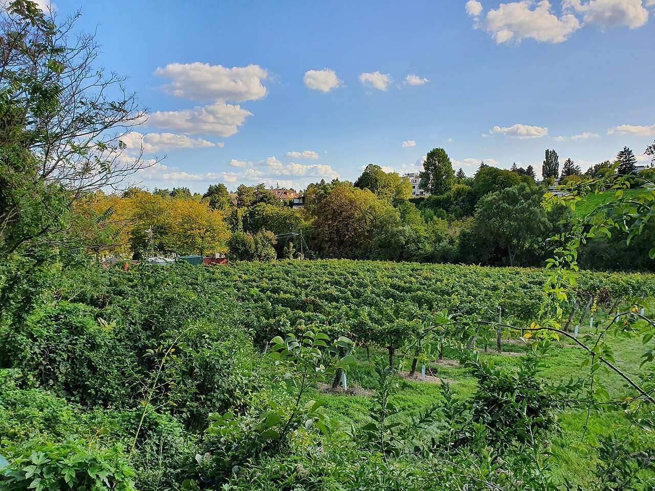 Wiener Weinwandertag (Vienna Wine Hiking Day) — Vienna, Austria