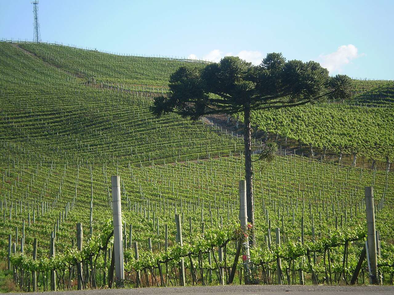 Vindima (Grape Harvest Festival) — Bento Gonçalves, Brazil