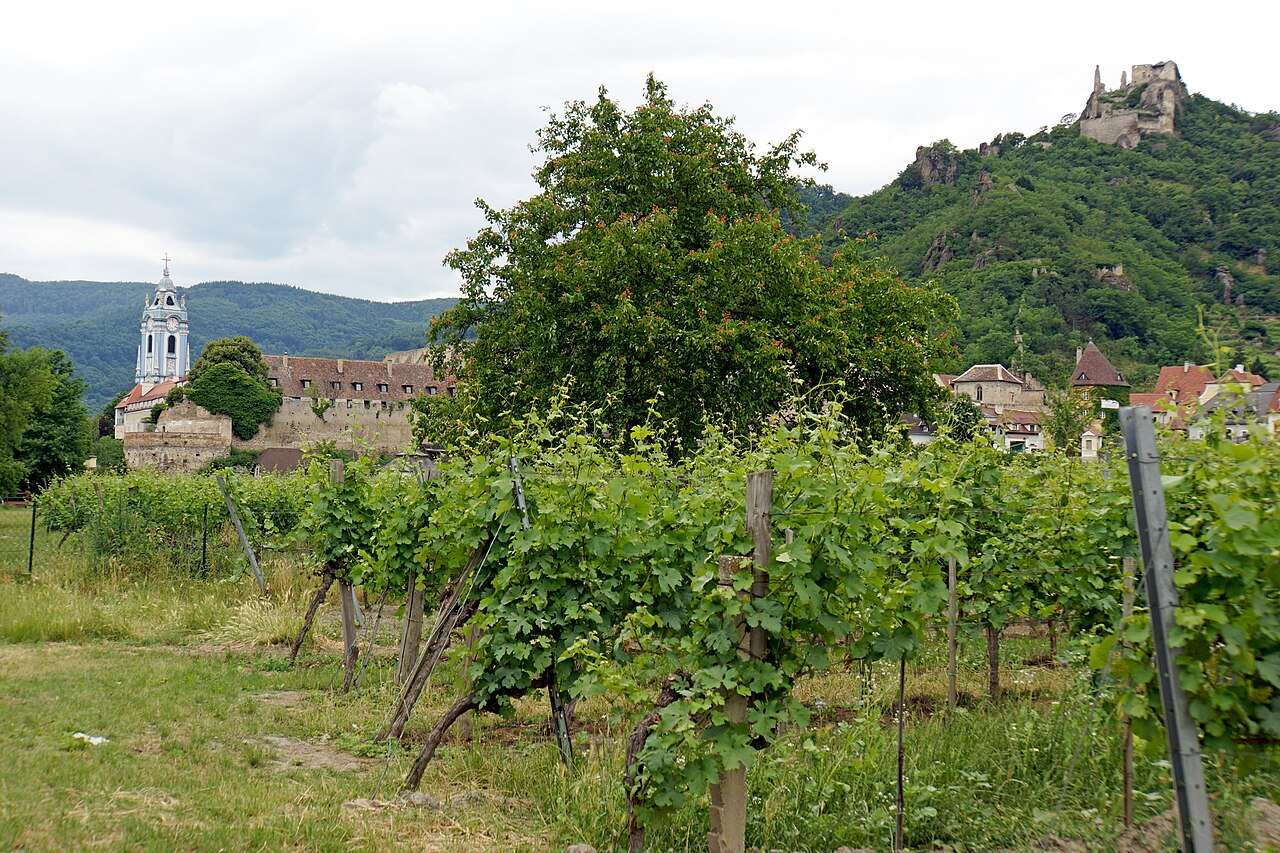 Vinea Wachau — Dürnstein, Austria