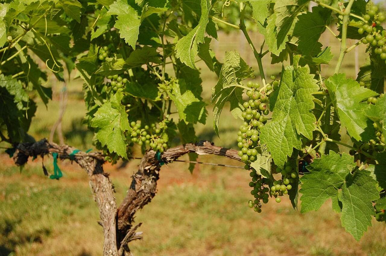 Virginia Wine Month — October — Charlottesville, United States
