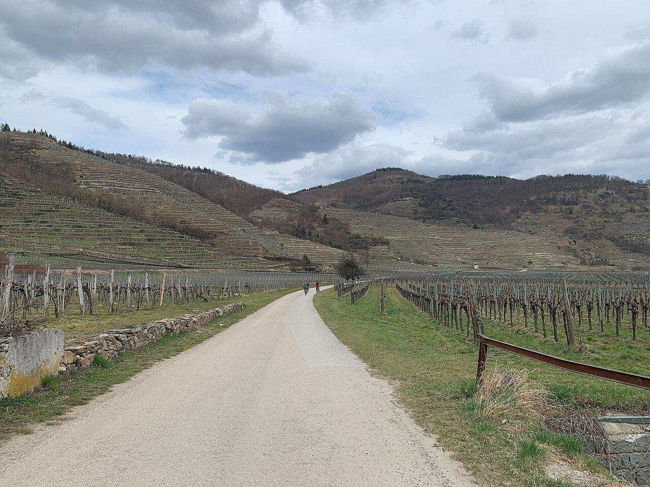 Wachau Weinfrühling (Wine Spring) — Weißenkirchen in der Wachau, Austria