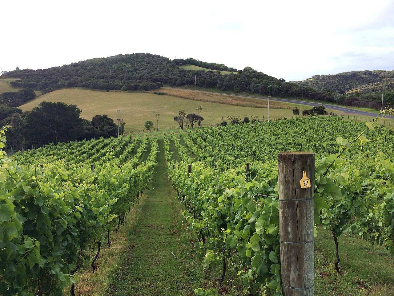 Waiheke Island Vintage Festival — Waiheke Island, New Zealand