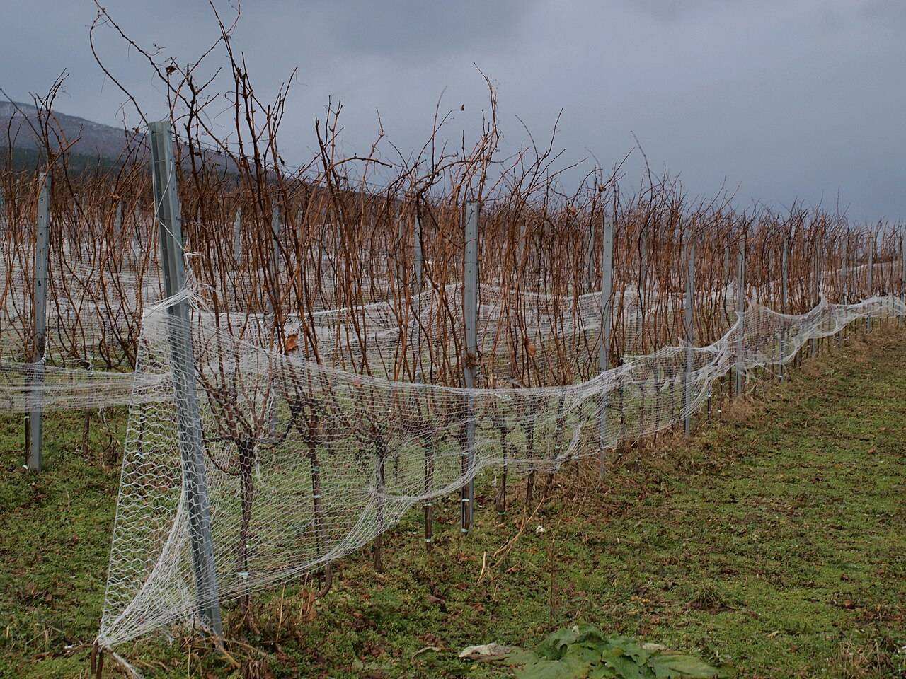 Weinwandertag Thermenregion 2027 — Thermenregion, Austria