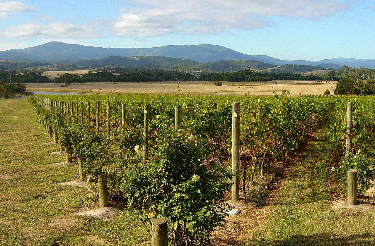Yarra Valley Grape Grazing Festival — Various (Yarra Valley), Australia