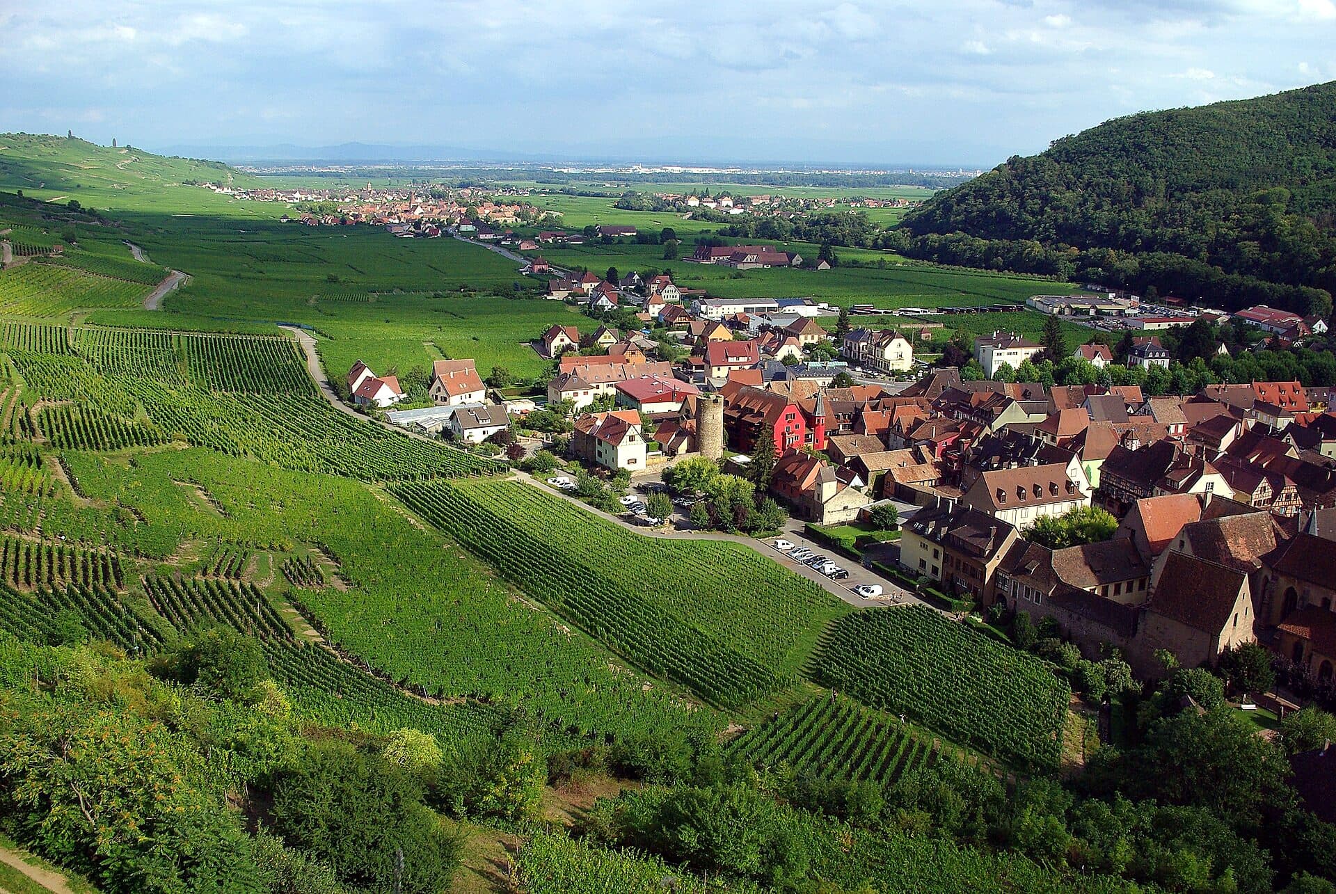Vineyards on the hillsides around Kaysersberg in Alsace