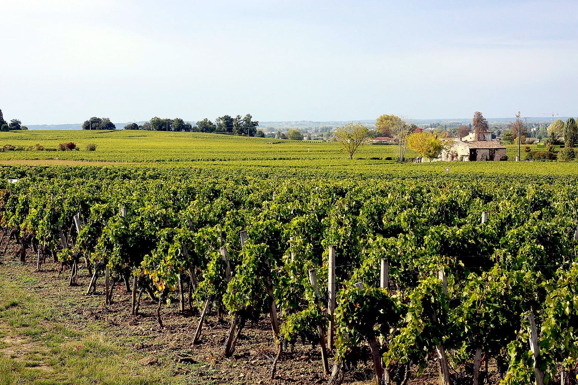 Rows of vines in a Saint-Émilion vineyard with a stone château behind, Bordeaux