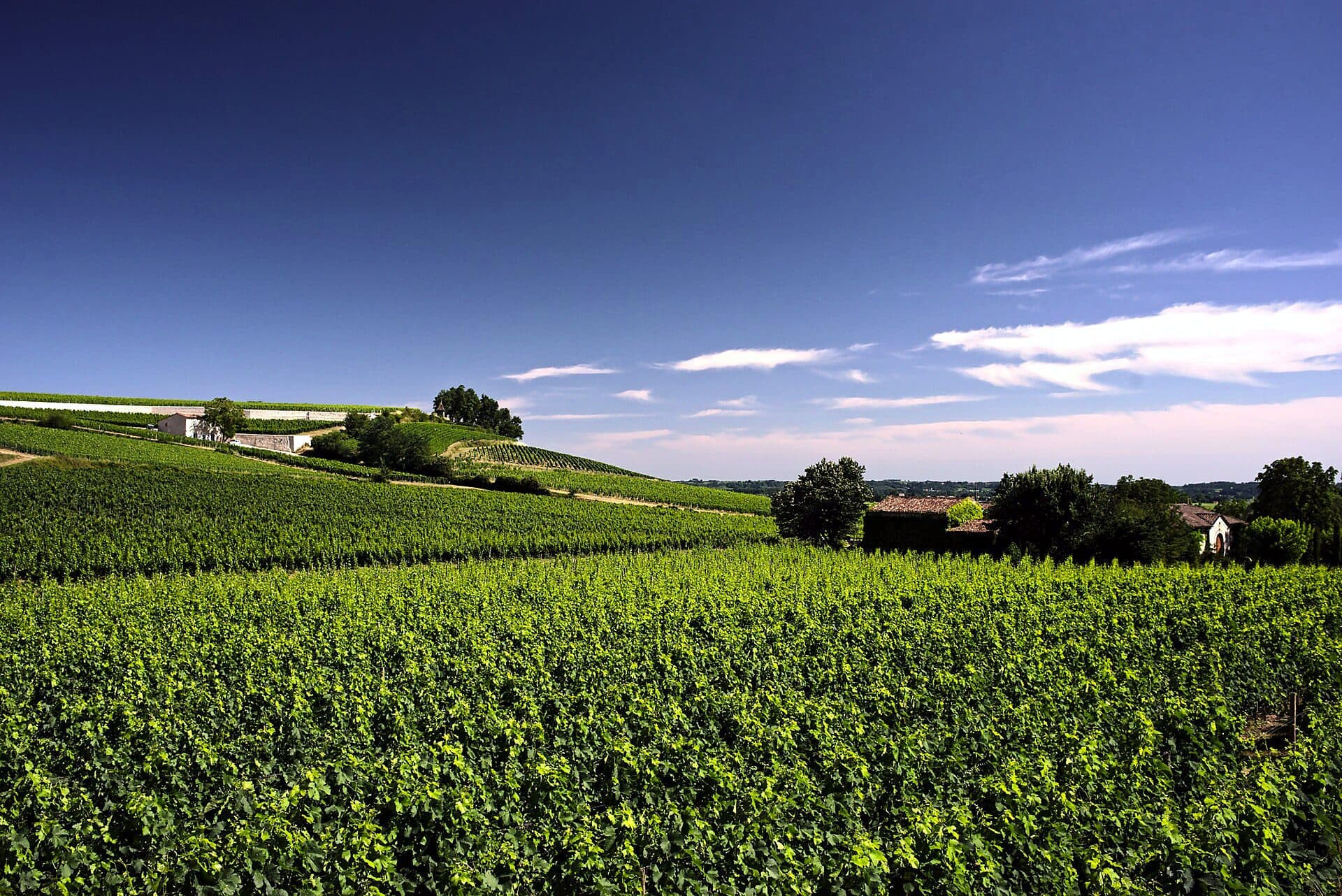 Vineyard rows stretching toward the horizon under a dramatic cloudy sky near Saint-Émilion