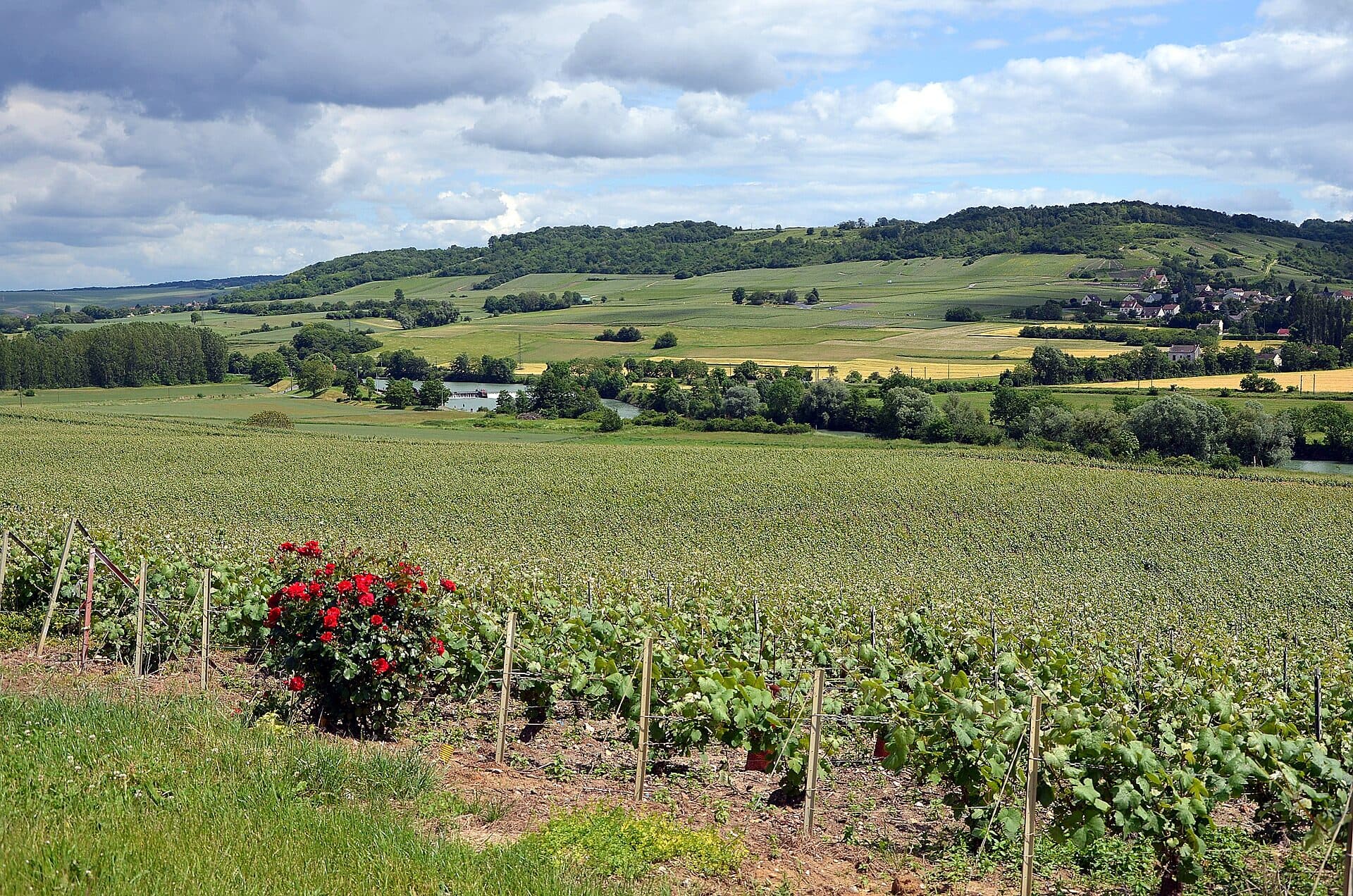 Champagne vineyards covering the slopes of the Marne valley near Courcelles
