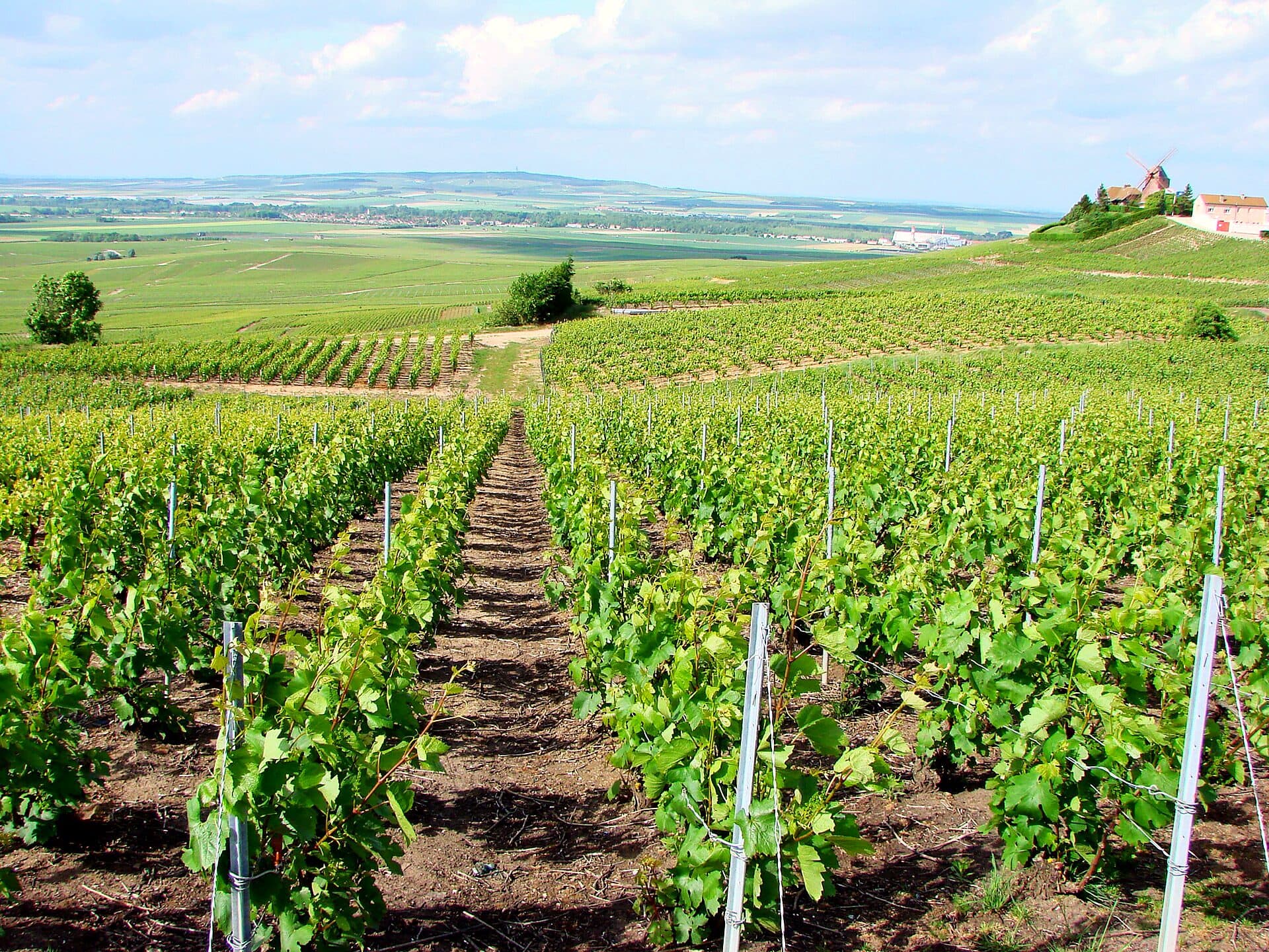Striped rows of vines on the Champagne hillside at Verzenay
